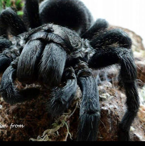 Meet your Posher, Teäß